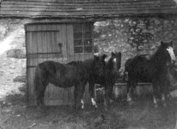 Foals: Dunedin, Dorcas, Dross, 1908
