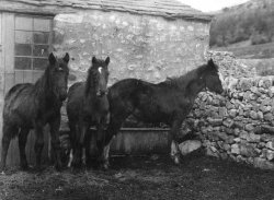 Foals: Dunedin, Dorcas, Dross, 1908