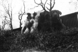 The Labrador Pups, 1933
