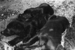 The Labrador Pups, 1933