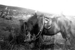 'Bess' at The Shooting Hut on Conistone Moor, ca 1932