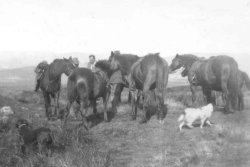 The Ponies, Conistone Moor, ca 1938