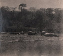 Hippos resting in Rhodesia