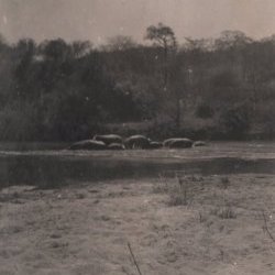 Hippos resting in Rhodesia