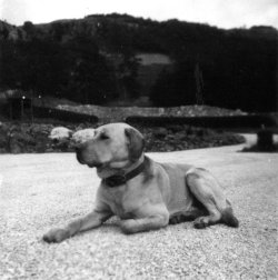 Flip on the drive at Scargill House, Kettlewell, 1947