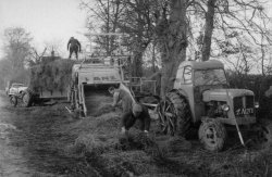 Harvesting at Bellinter in 1954