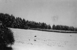 Snow at Scargill, May 16, 1955