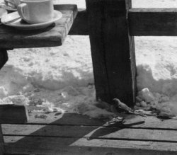 A hut sparrow in Arosa