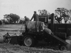 Bill Holdsworth and 'Long John' combining laid wheat at Bellinter, 1955