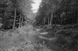Scargill Woods, 1956