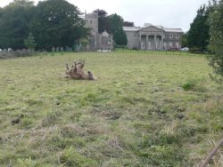 'Kissy' having a roll in the grass at Buckland House, Devon