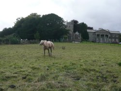'Kissy' having a roll in the grass at Buckland House, Devon