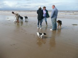 A stroll with the dogs at Bream Sands, Somerset