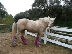 'Kissy' with her boots on at Bream Sands, Somerset