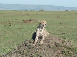 Lone Cheetah with kill
