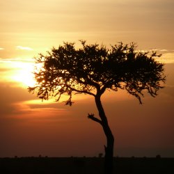Sunset over the Masai Mara