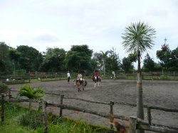 Gamma Horse Stud and Clinic