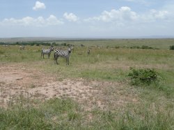 Burchell's Zebra in savanna