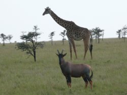 Giraffe and Topi