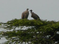 Vultures in Treetops