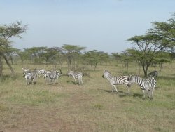 Burchell's Zebra in savanna