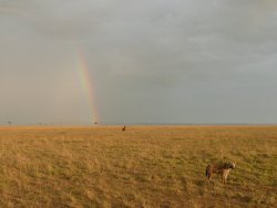 Hyena, Topi, Rainbow in Masai Mara