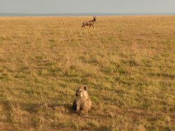 Hyena, Topi in Masai Mara