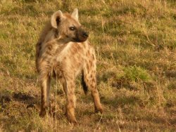 Hyena in Masai Mara