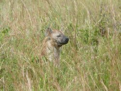 Hyena in Masai Mara