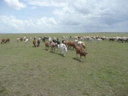 Masai Cattle crossing the Masai Mara