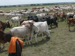 Masai Cattle crossing the Masai Mara