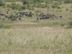 Wildebeest migrating across the Masai Mara