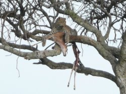 Leopard with kill in tree