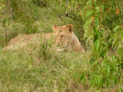 A young pair of female Lions in the savanna