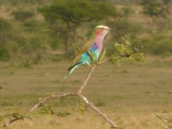 Lilac-breasted Roller on the savanna