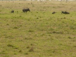 Warthog family in Masai Mara