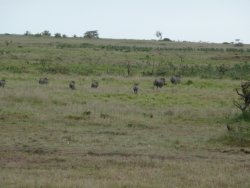 Warthog family in Masai Mara