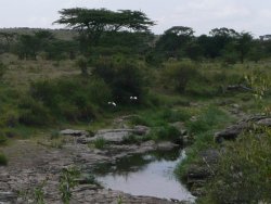 Africa, Feb 2009