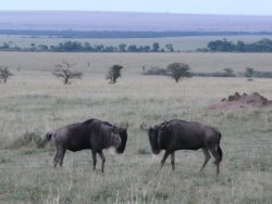 Wildebeest in Masai Mara
