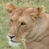 Lioness in the savanna, Masai Mara, Kenya, Feb 2009