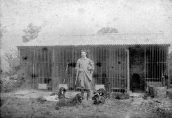 Dog Kennels, Mile House near Scargill, ca 1900