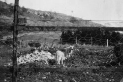 Scargill Lambs, 1926