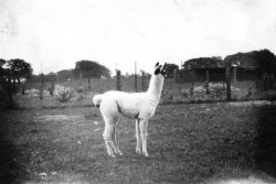 Whipsnade Zoo, 1928