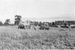Harvesting at Bellinter Park, 1954
