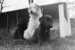 Whiskey and the Labrador Pups, 1933