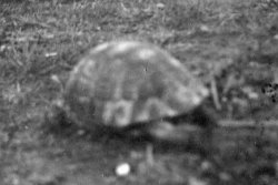 Bill's Tortoise, 1933