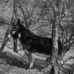'Tesso' the pet donkey at Catteral Hall, ca 1932