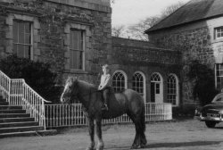 Horses at Bellinter, 1955