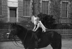 Horses at Bellinter, 1955