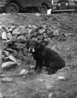 'Russell' on Conistone Moor, 1957